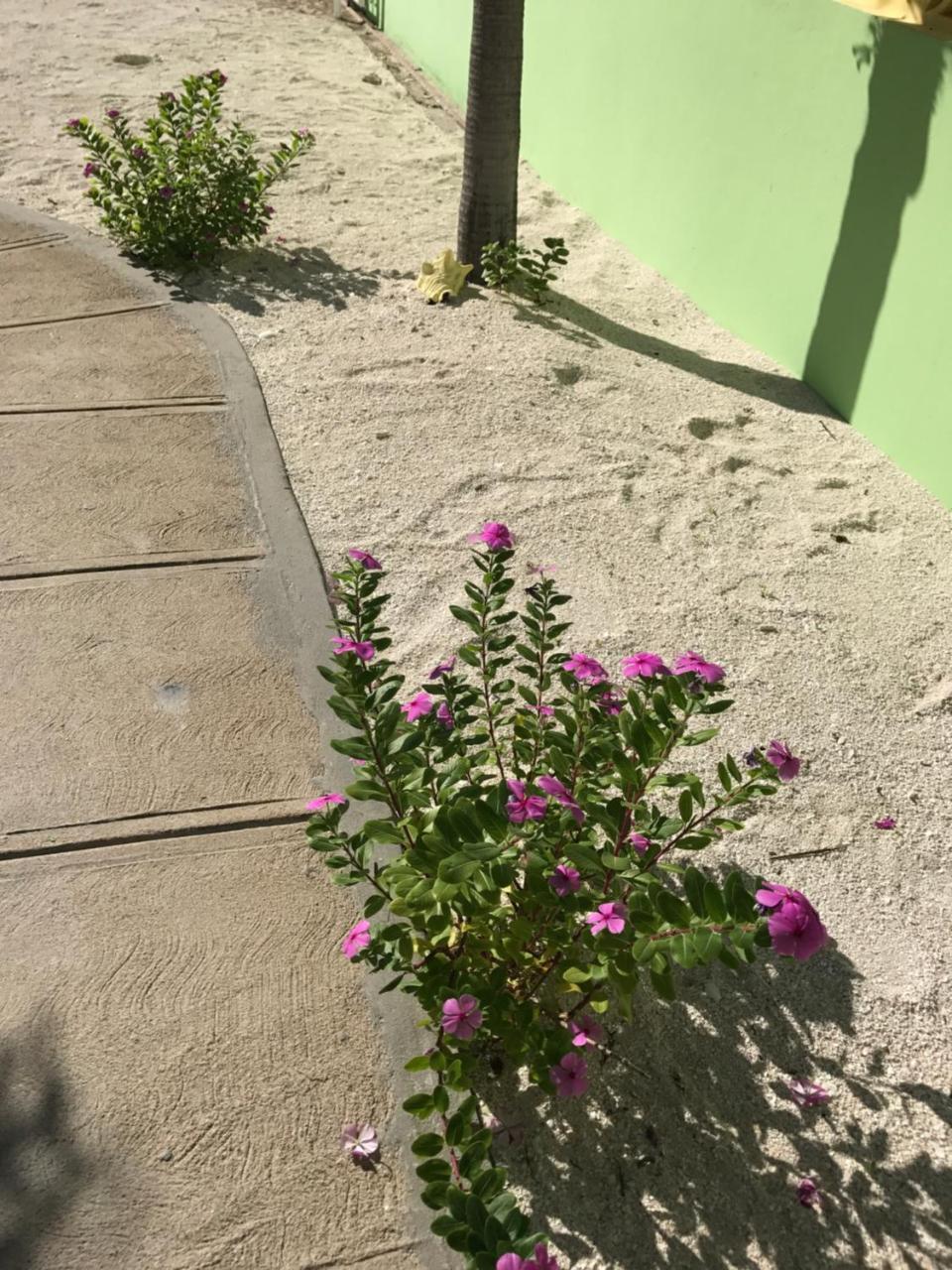 Panchos Villas Caye Caulker Bagian luar foto